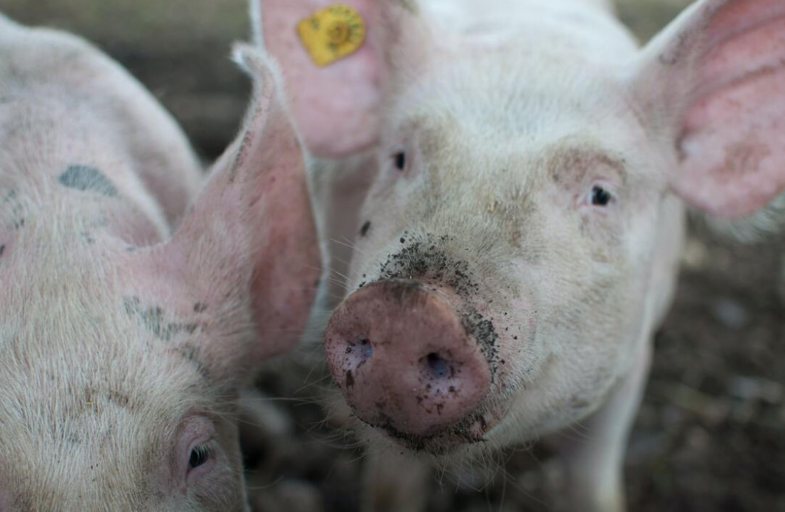 Swine