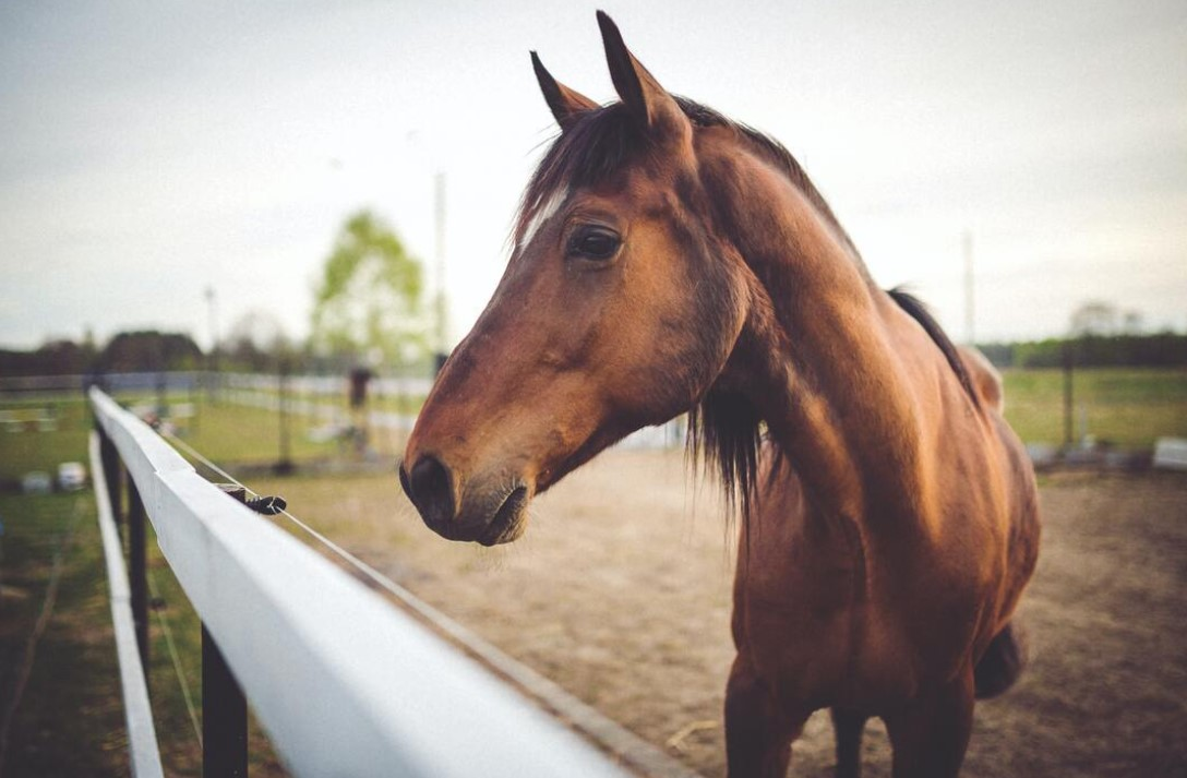 Equine
