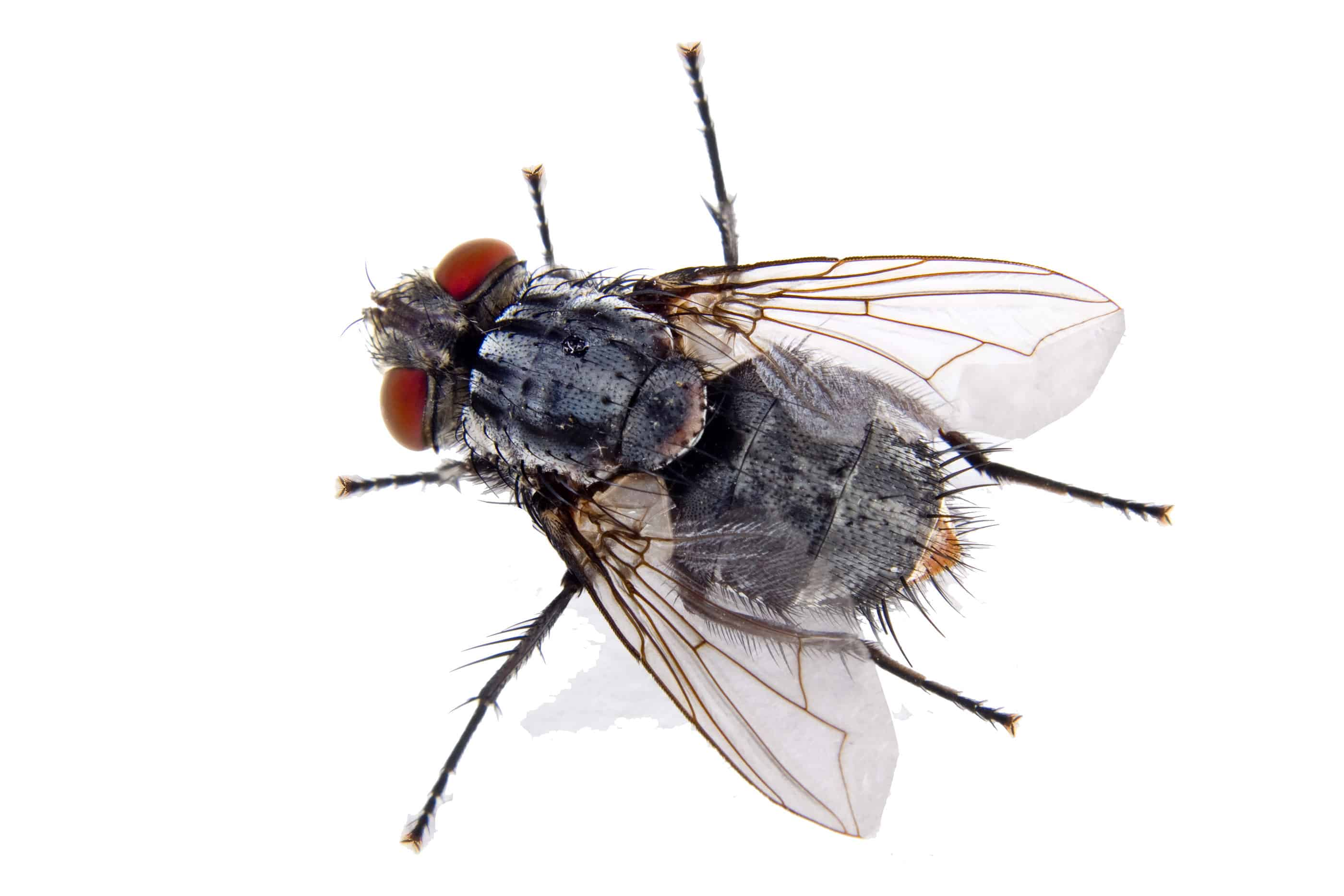 Commercial Pest Control