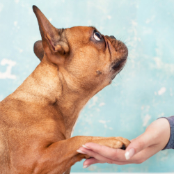 Behavior Management