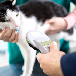 Microchipping