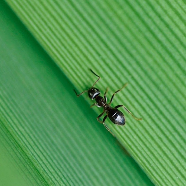 Ants