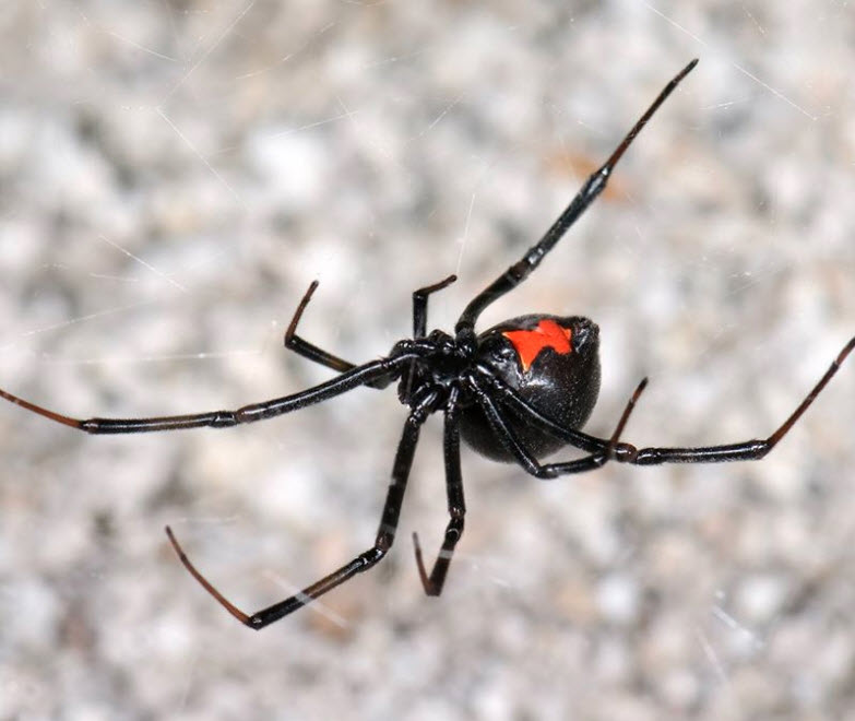 Spiders