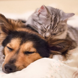 Pet insurance