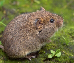 Rodents