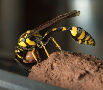 Mud Dauber