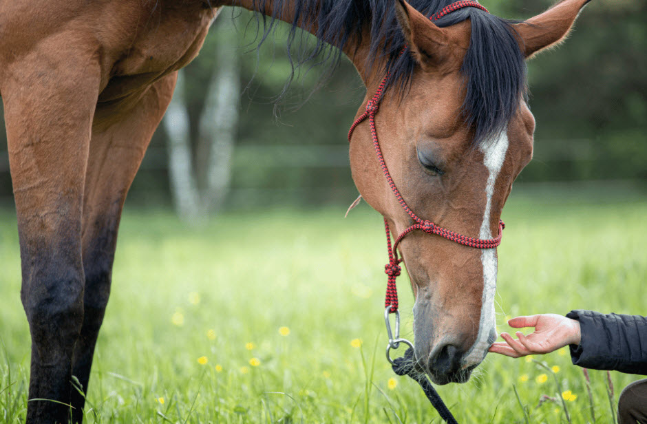 Equine Facilitated Mental Health Learning (EFMHL)
