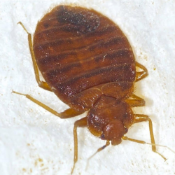Bed Bugs