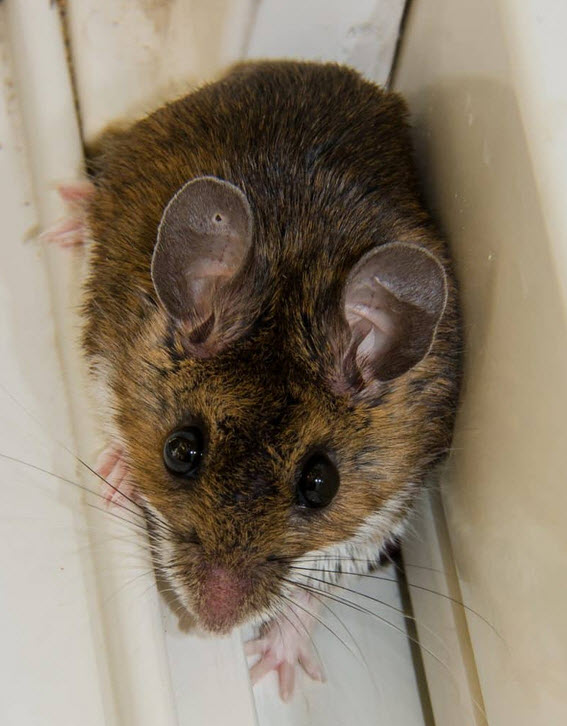 Rodents
