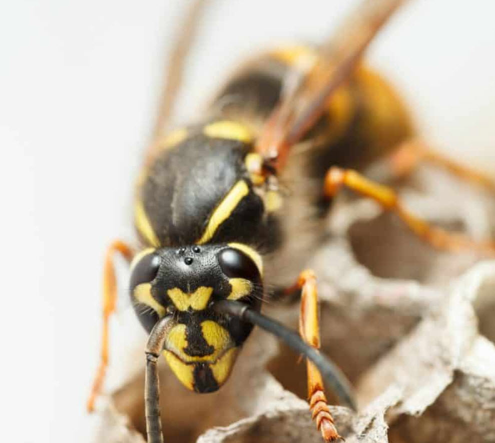 Stinging Insects