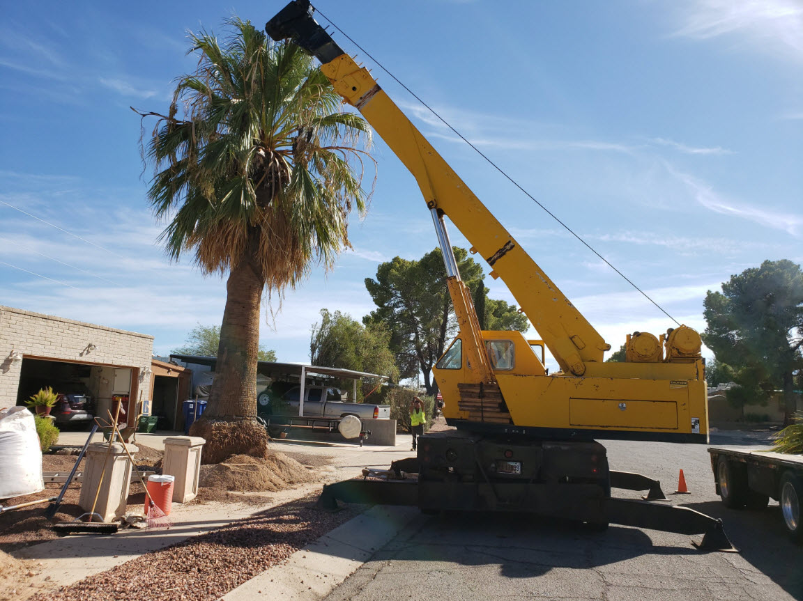 Tree and Palm Salvage