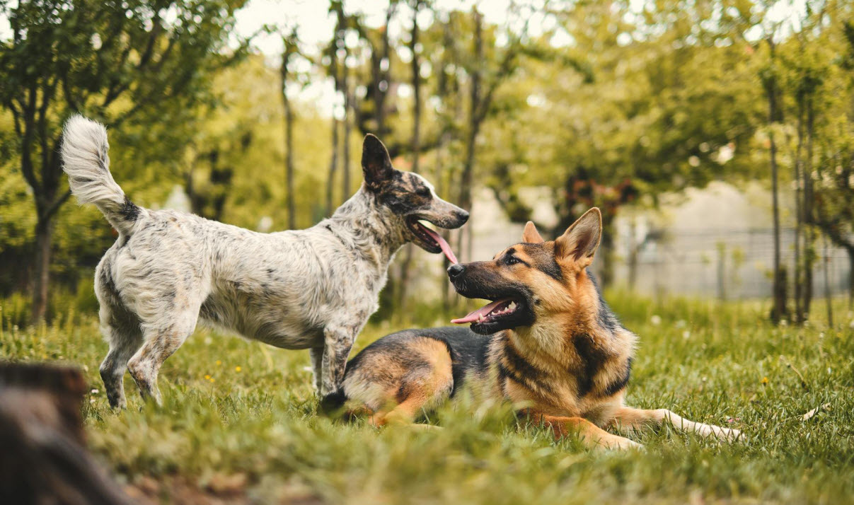 K9 Corner