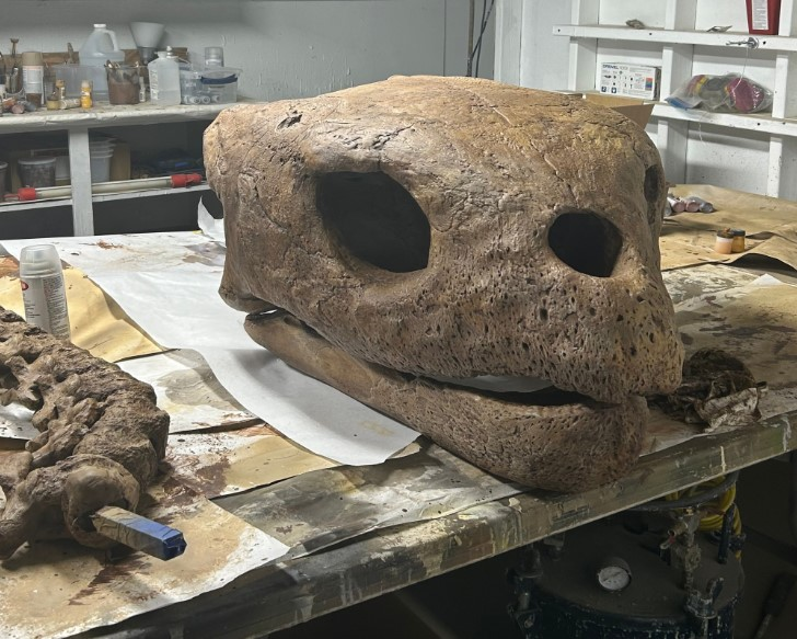 Live Views Of A Working Paleontology Lab