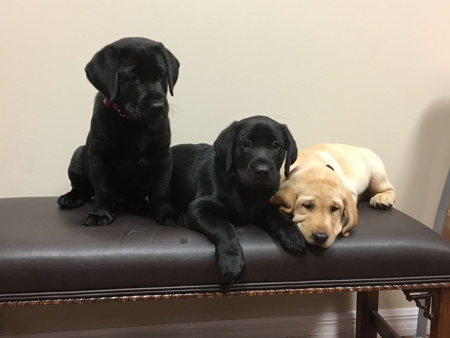 Puppy, Kitten, Foal, & Kid Care