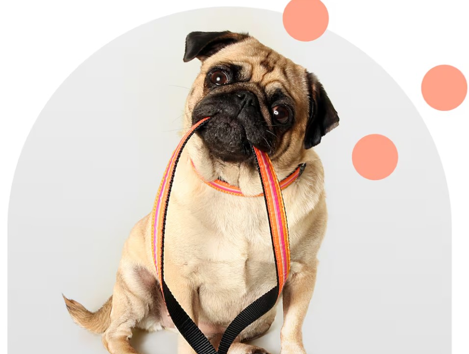 We’re Pet Friendly!