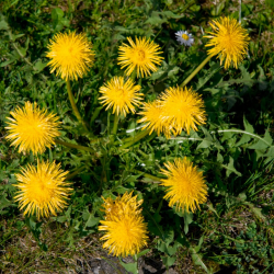 Weed Control
