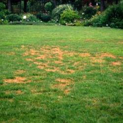 Disease & Fungus Control
