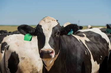 Cattle