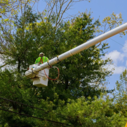 Tree Trimming & Pruning