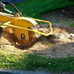 Stump Grinding & Removal