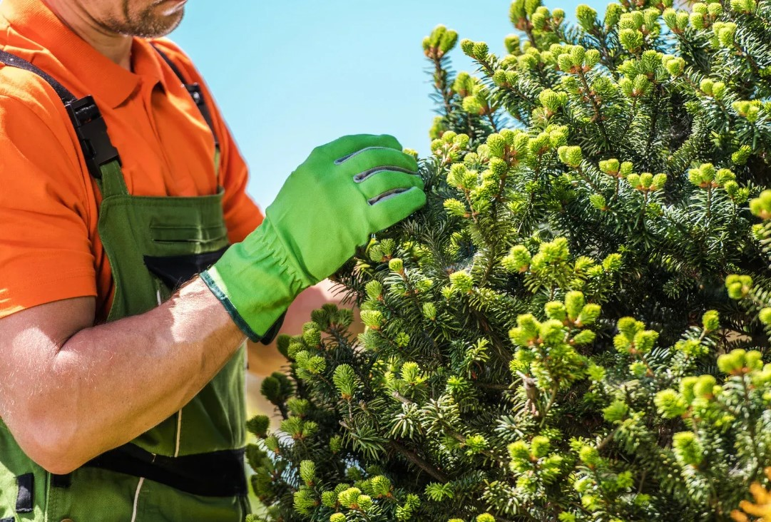 Tree Health & Inspection