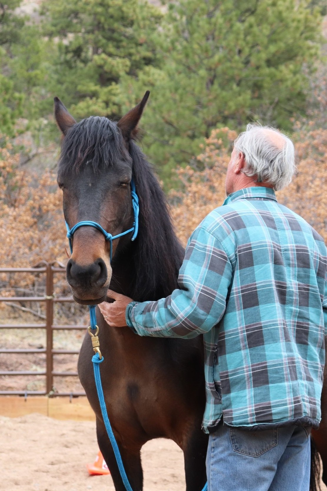 Mindfulness with Horses