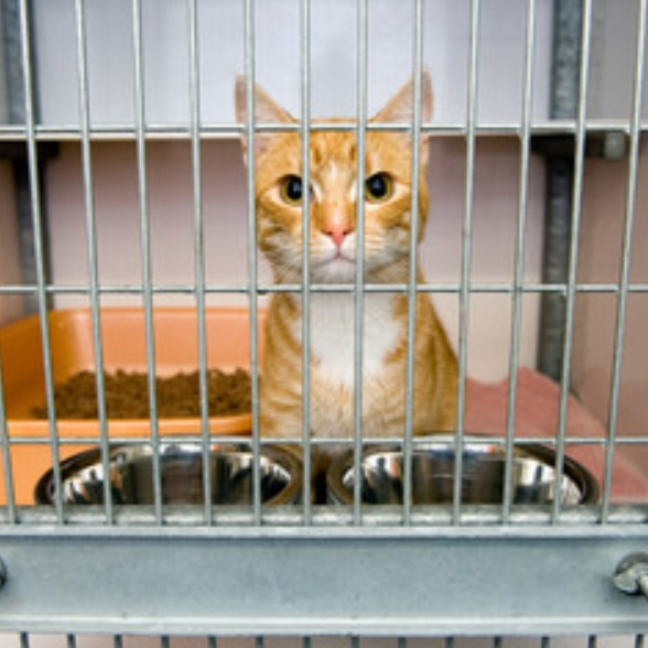 Animal Shelter