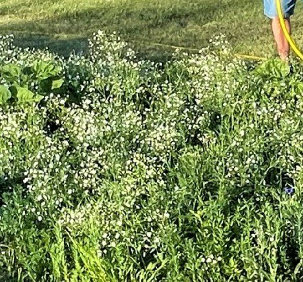 Alfalfa