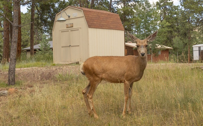 Farms & Ranches Properties