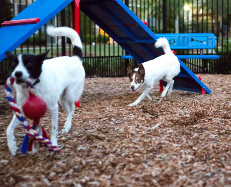 Dog Park Equipment