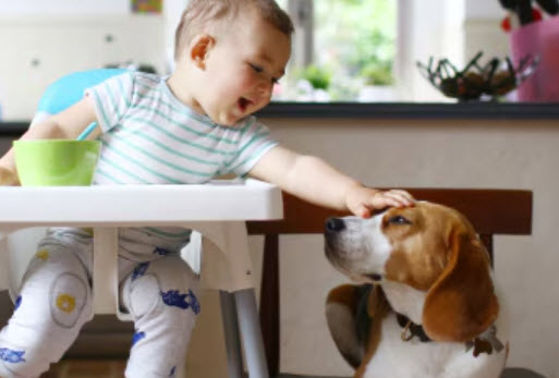 Pet Insurance