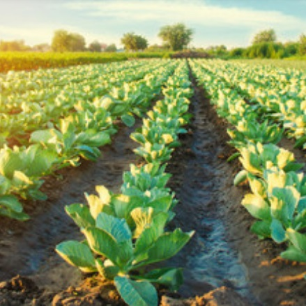 Agriculture Lending