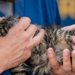 Animal Services
