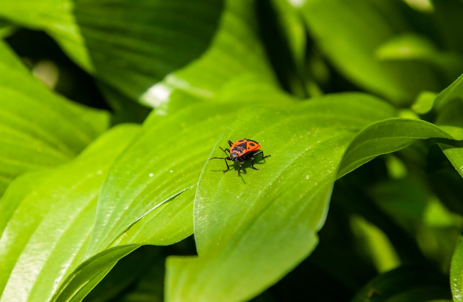 Tick Control