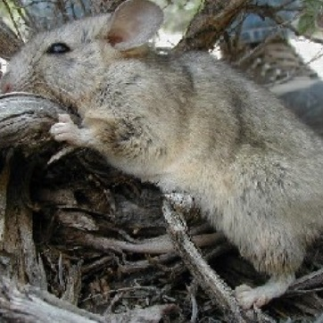 Rodents