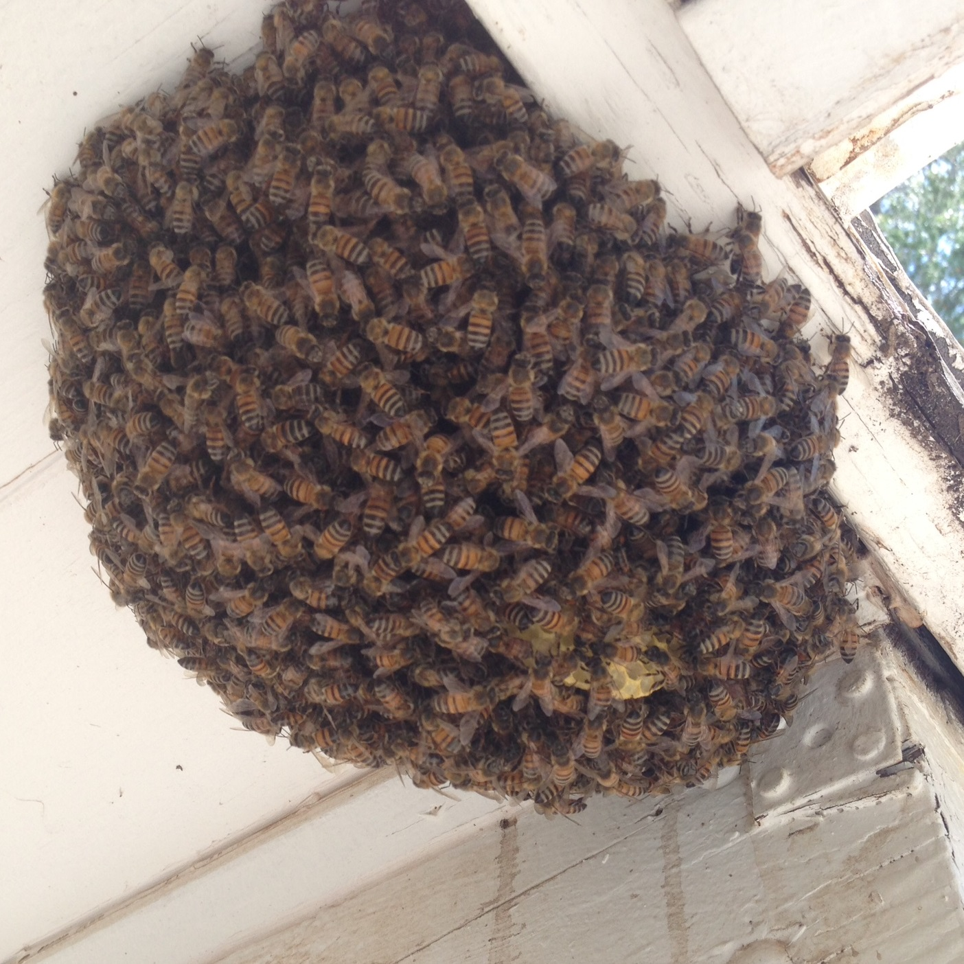Bees and Wasps