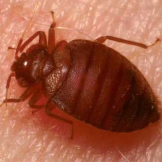 Bed Bugs