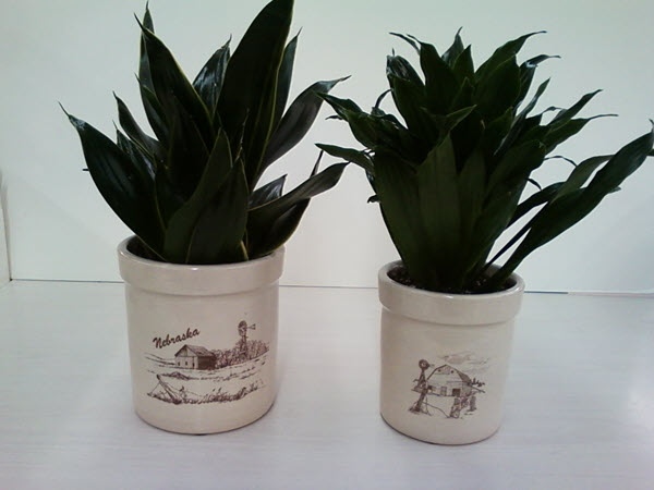 Live Plants