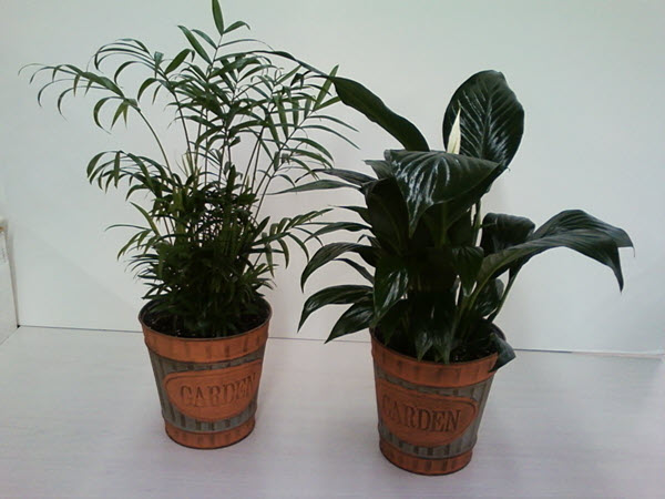 Live Plants