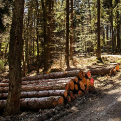 Forestry Services