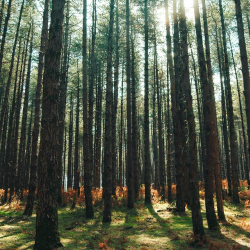 Forest Product Marketing & Trade Services