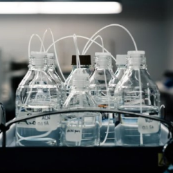 Formulation
