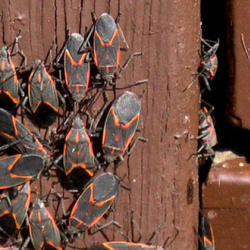 Cockroach Extermination