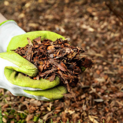 Garden Maintenance Services