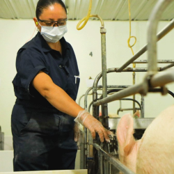 USDA Process Verified