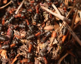 PEST CONTROL