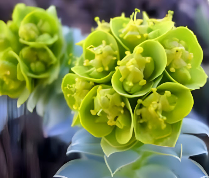 Noxious Weed Management