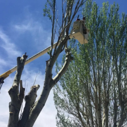 Tree Trimming