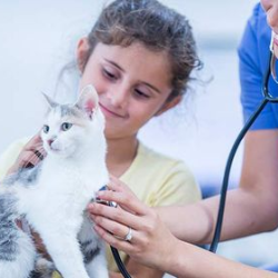 Pet Insurance