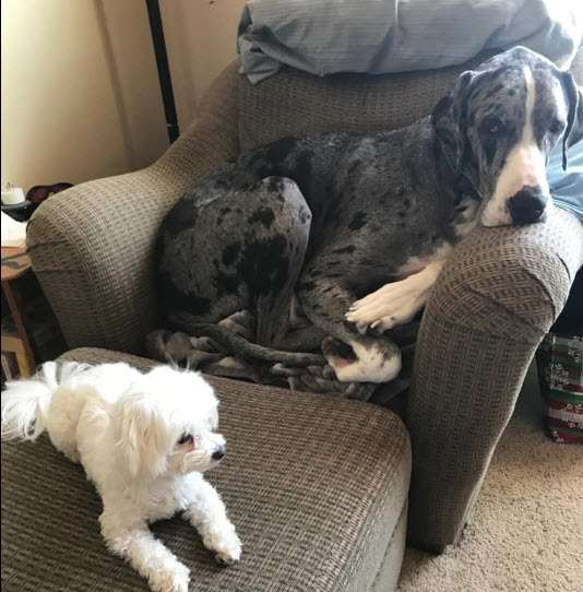 PET SITTING